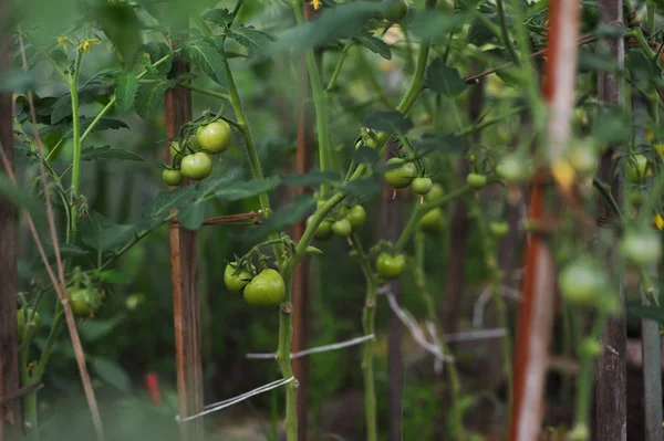 Tomates verdes en el invernadero —  Fotos de Stock