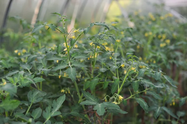 Tomates verdes en el invernadero —  Fotos de Stock