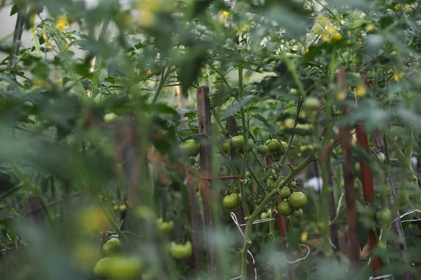 Tomates verdes en el invernadero —  Fotos de Stock