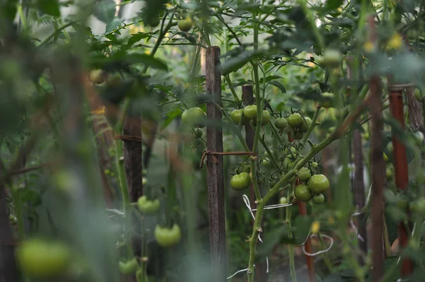 Serada yeşil domatesler — Stok fotoğraf