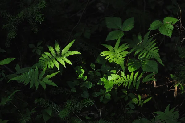 Mystérieuses plantes forestières — Photo