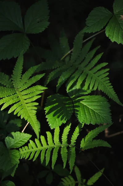 Misteriose piante forestali — Foto Stock