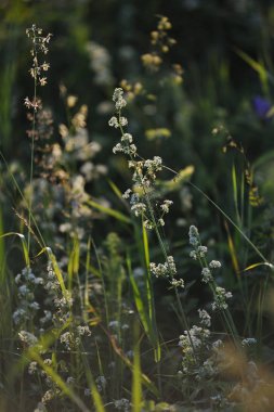 Alan çim yakın çekim