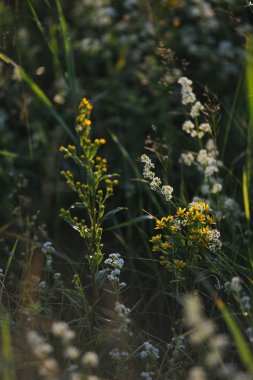 Alan çim yakın çekim
