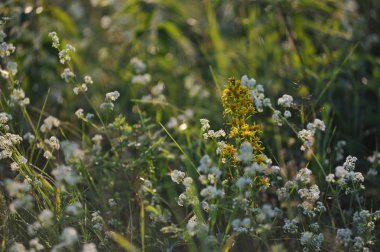 Alan çim yakın çekim