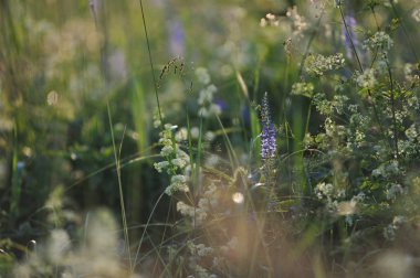 Alan çim yakın çekim