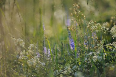 Sabah güneş ışığında alan çim.
