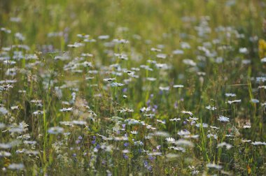 Papatya çiçekler sabah ışık alanıyla