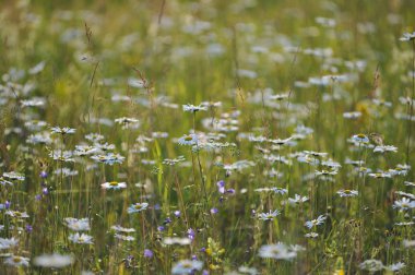 Papatya çiçekleri yakın