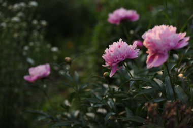 Bir Şakayık Çiçeği yatakta tomurcuğu.