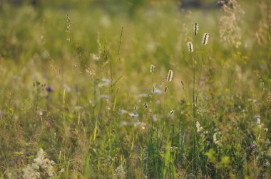 arka ışık alan çim