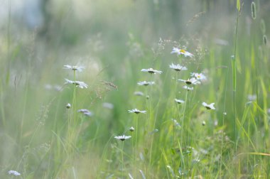 Yumuşak papatya çiçekler