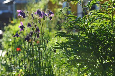 Aquilegia çiçek yakın çekim