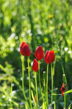 Kırmızı laleler yakın.