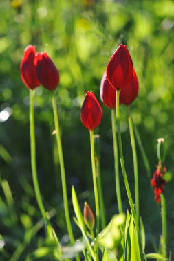 Kırmızı laleler yakın.