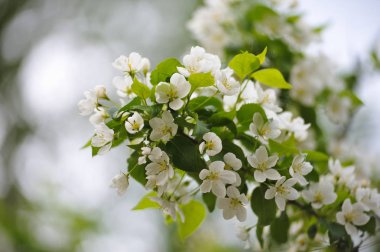elma ağaçlarının çiçek.