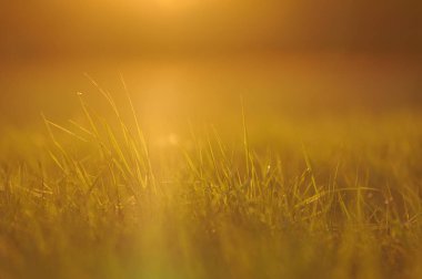 Akşam çiy ile taze yeşil çimen