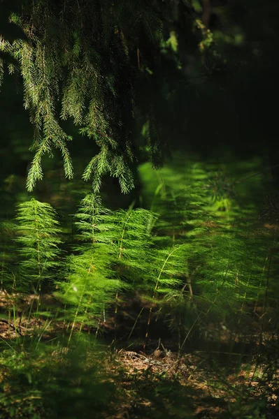Plantas forestales misteriosas — Foto de Stock