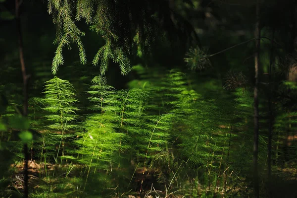 Mystiska skogen växter — Stockfoto