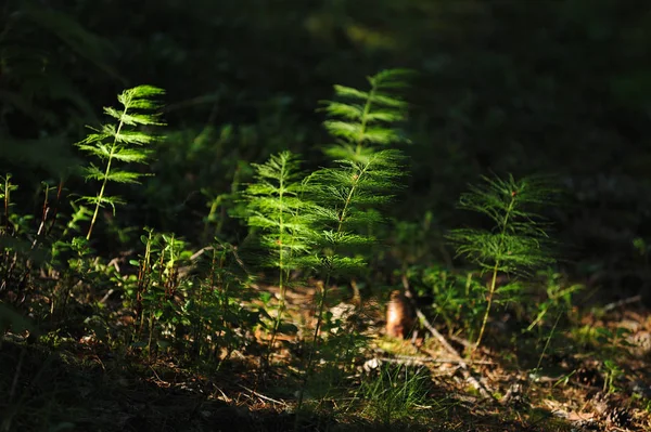 Plantas florestais misteriosas — Fotografia de Stock