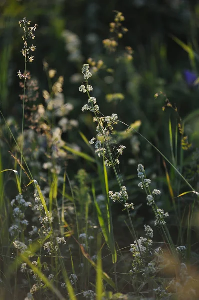 Alan çim yakın çekim