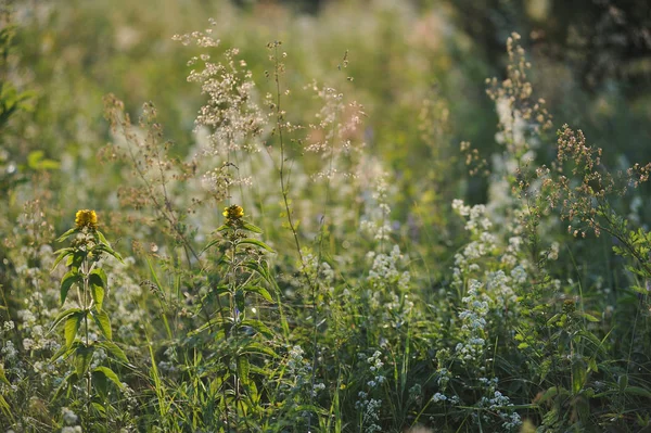 Field grass close up — Stock Photo, Image