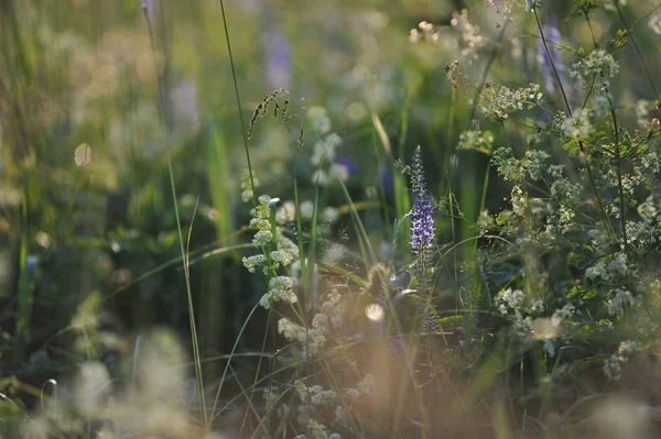 Alan çim yakın çekim