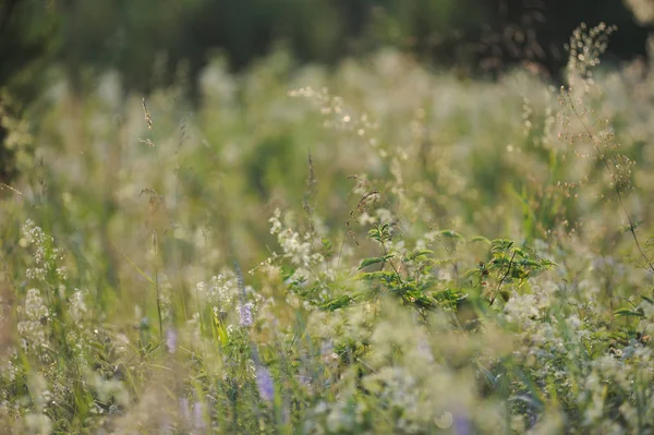 Field grass close up — Stock Photo, Image