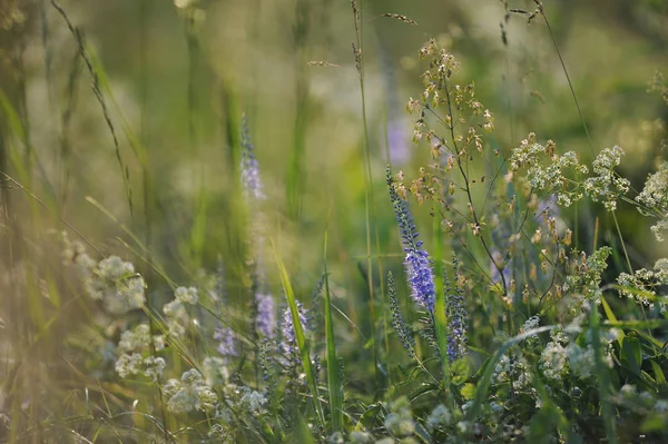 Field grass close up — Stock Photo, Image