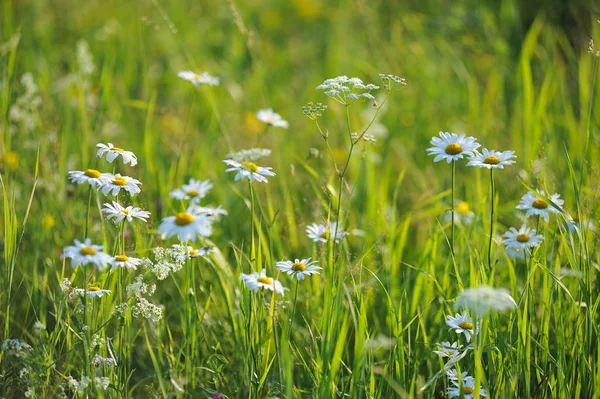 Daisy blommor närbild — Stockfoto