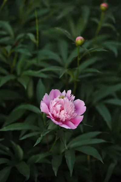 Peony bloemen close-up — Stockfoto