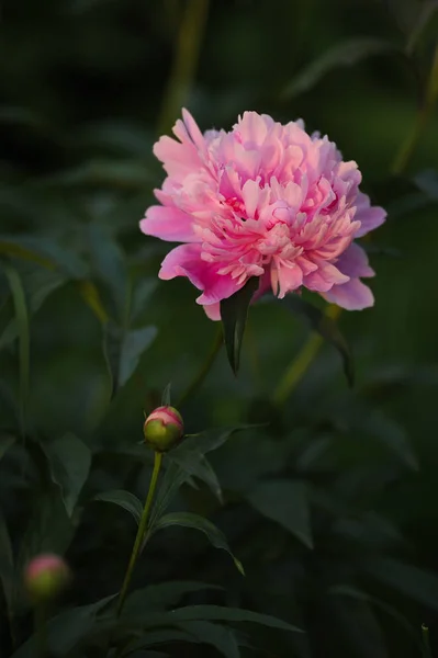 Peony bloemen close-up — Stockfoto