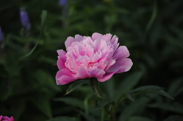 Peony bloemen close-up — Stockfoto