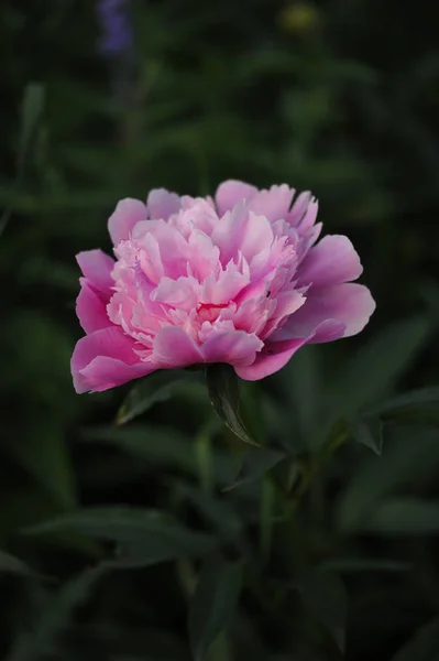 Peony bloemen close-up — Stockfoto