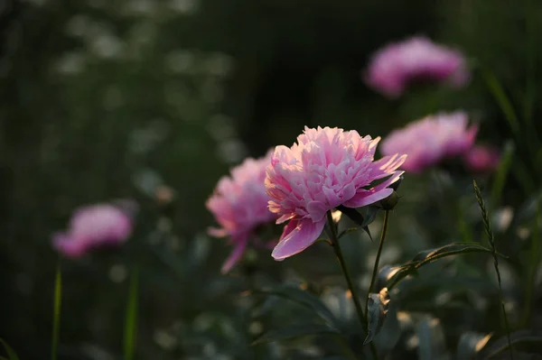 Flores de peonía de cerca —  Fotos de Stock
