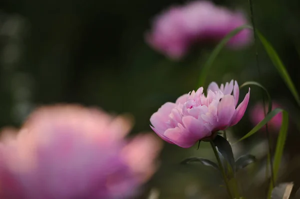 Flores de peônia fechar — Fotografia de Stock