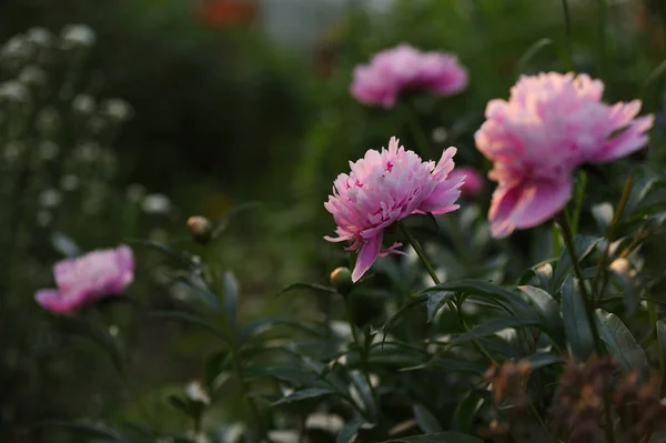 Peony toppen close-up — Stockfoto