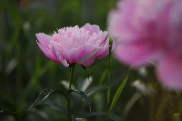 Peony toppen close-up — Stockfoto