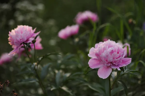 Peony toppen close-up — Stockfoto