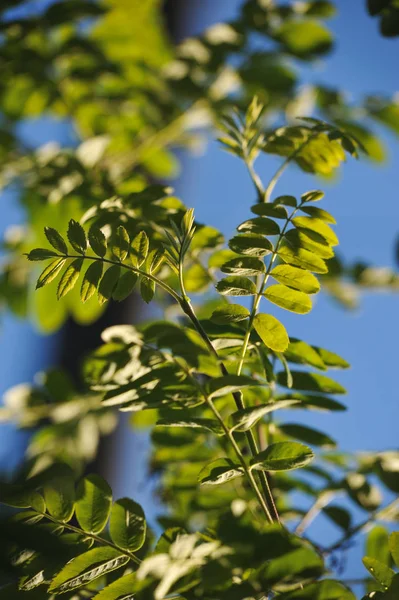 Mountain ash leaves