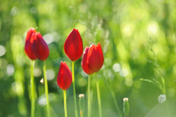 Rode tulpen dicht — Stockfoto