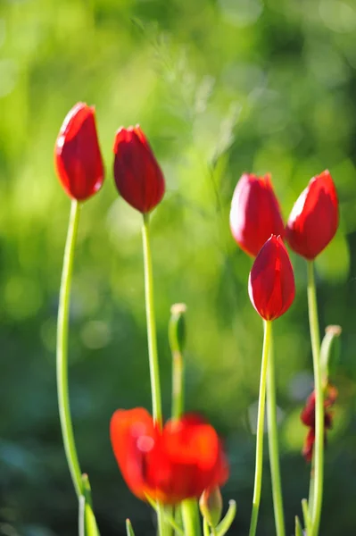 Vörös tulipán közeledik — Stock Fotó