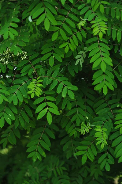 Mountain ash bladeren — Stockfoto