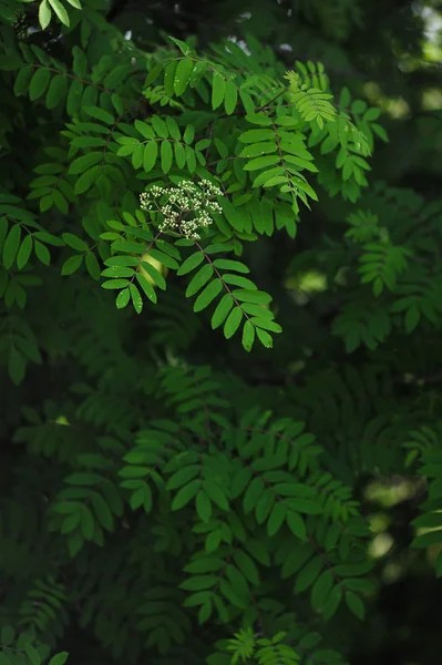 마가 목 잎 — 스톡 사진