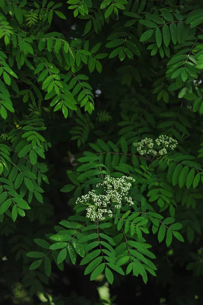 Mountain ash bladeren — Stockfoto