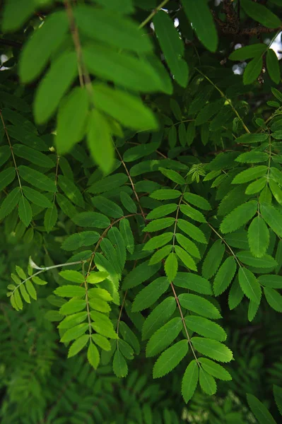 Mountain ash bladeren — Stockfoto