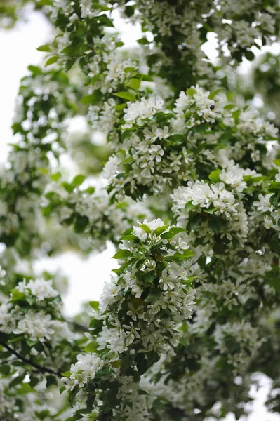 Blossom of apple trees. — Stock Photo, Image