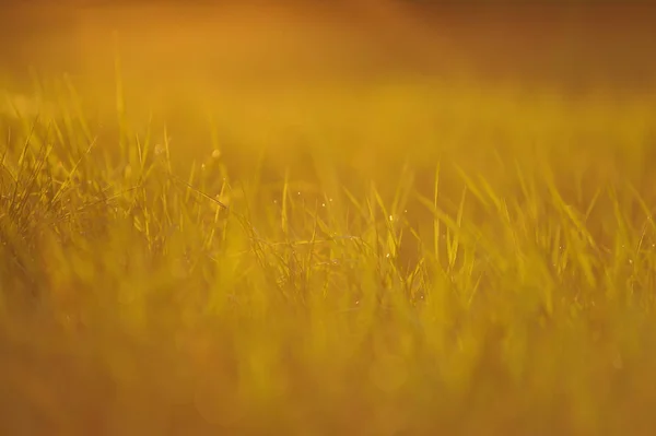 Frisches grünes Gras mit dem Abendtau — Stockfoto