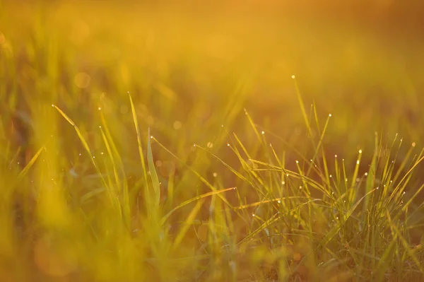 Зеленая трава с вечерней росой — стоковое фото