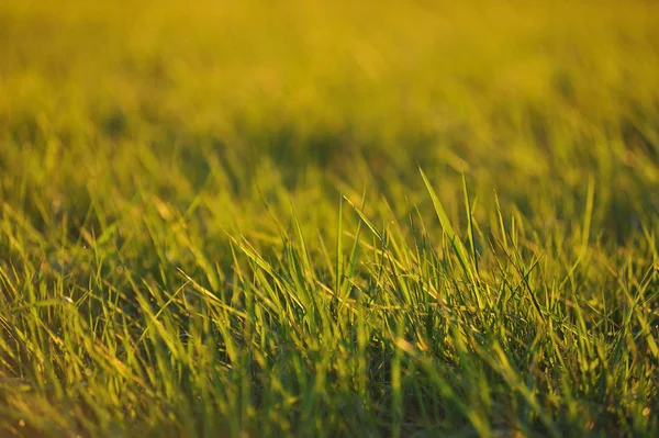 Fresh green grass with the evening dew — Stock Photo, Image